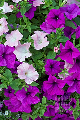 PETUNIA_FANFARE_APPLEBLOSSOM__DARK_LAVENDER