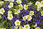 PETUNIA FANFARE YELLOW & LOBELIA WATERFALL BLUE