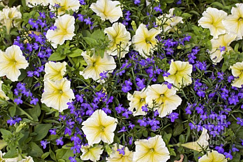 PETUNIA_FANFARE_YELLOW__LOBELIA_WATERFALL_BLUE