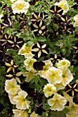 PETUNIA FANFARE YELLOW & PETUNIA PHANTOM