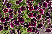 PETUNIA CASCADIA RIM MAGENTA