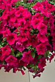 PETUNIA FANFARE CHERRY