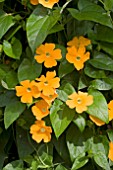 THUNBERGIA SUSIE ORANGE CLEAR