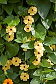 THUNBERGIA SUSIE YELLOW BLACK EYE