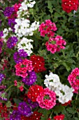 MIXED VERBENA (TRIXI BELLE EPOQUE MIX)