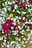 MIXED HANGING BASKET (TRIXI DOUBLE DELIGHT)