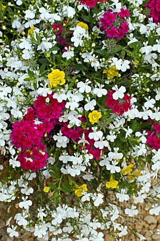 MIXED_HANGING_BASKET_TRIXI_DOUBLE_DELIGHT