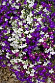 MIXED LOBELIA BASKET (TRIXI FASHION MIX)