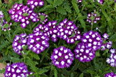 VERBENA AZTEC VIOLET WINK