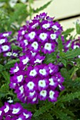 VERBENA AZTEC VIOLET WINK