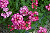 VERBENA ESTRELLA PINK STAR