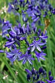 AGAPANTHUS NORTHERN STAR