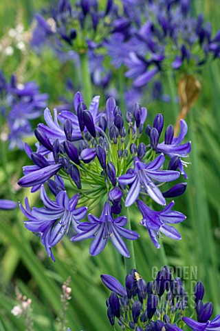 AGAPANTHUS_NORTHERN_STAR