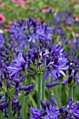 AGAPANTHUS NORTHERN STAR