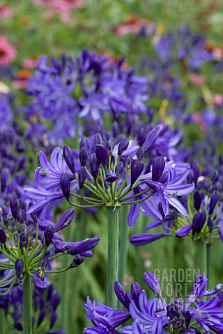 AGAPANTHUS_NORTHERN_STAR