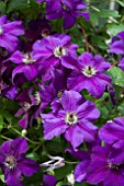 CLEMATIS HAPPY BIRTHDAY