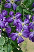 CLEMATIS JENNY