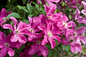 CLEMATIS REMEMBRANCE