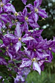 CLEMATIS TIE TYE