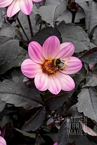 DAHLIA_HAPPY_DAYS_PINK_WITH_BUMBLE_BEE