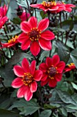 DAHLIA HAPPY DAYS RED FLAME