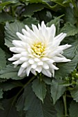 DAHLIA MAYO