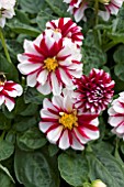 DAHLIA STAR SISTER CRIMSON STRIPES