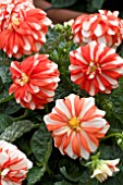 DAHLIA STAR SISTER ORANGE STRIPES