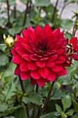 DAHLIA TAXCO