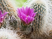 ECHINOCEREUS DELAETII IN FLOWER