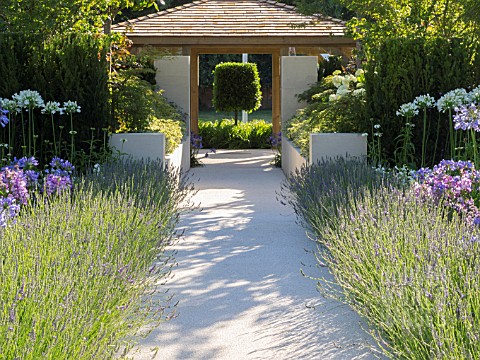 JUST_RETIREMENT_GARDEN_DESIGNED_BY_JACK_DUNCKLEY_WITH_AGAPANTHUS_WHITE_HEAVEN_AND_LAVANDULA_X_INTERM