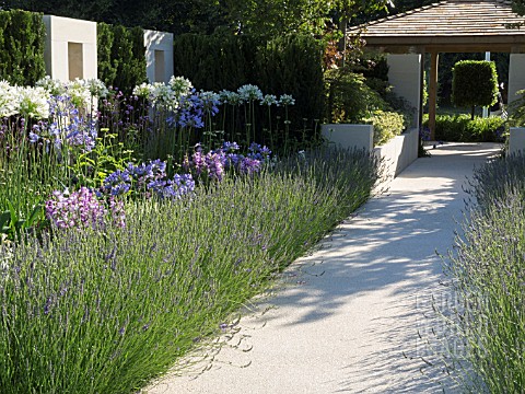 JUST_RETIREMENT_GARDEN_DESIGNED_BY_JACK_DUNCKLEY_WITH_AGAPANTHUS_WHITE_HEAVEN_AND_LAVANDULA_X_INTERM