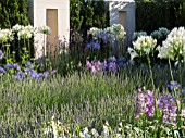 JUST RETIREMENT GARDEN DESIGNED BY JACK DUNCKLEY WITH AGAPANTHUS WHITE HEAVEN AND LAVANDULA X INTERMEDIA SUSSEX
