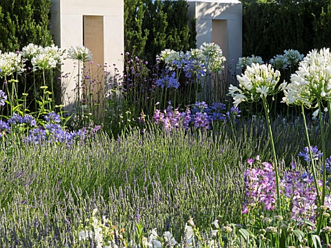 JUST_RETIREMENT_GARDEN_DESIGNED_BY_JACK_DUNCKLEY_WITH_AGAPANTHUS_WHITE_HEAVEN_AND_LAVANDULA_X_INTERM