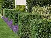 JUST RETIREMENT GARDEN  DESIGNED BY JACK DUNCKLEY WITH TOPIARY- BUXUS SEMPERVIRENS AND LAURUS NOBILIS