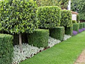 JUST RETIREMENT GARDEN  DESIGNED BY JACK DUNCKLEY WITH TOPIARY- BUXUS SEMPERVIRENS AND LAURUS NOBILIS