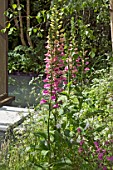 THE HARTLEY BOTANIC GARDEN DESIGNED BY CATHERINE MACDONALD  SILVER GILT MEDAL WINNER