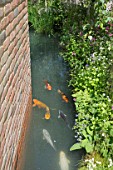 KOI CARP IN THE HARTLEY BOTANIC GARDEN DESIGNED BY CATHERINE MACDONALD   SILVER GILT MEDAL WINNER