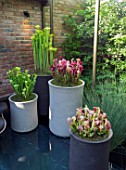 SARRACENIA SP. IN CONTAINERS IN THE HARTLEY BOTANIC GARDEN DESIGNED BY CATHERINE MACDONALD  SILVER GILT MEDAL WINNER