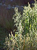 AVENA SATIVA (OATS) IN JORDANS WILDLIFE GARDEN DESIGNED BY SELINA BOTHAM SHOW GARDEN SILVER MEDAL. NATURAL PLANTING WITH SCULPTURED STRAW BENCH