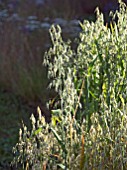 AVENA SATIVA (OATS) IN JORDANS WILDLIFE GARDEN DESIGNED BY SELINA BOTHAM SHOW GARDEN SILVER MEDAL. NATURAL PLANTING WITH SCULPTURED STRAW BENCH