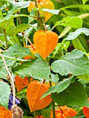 PHYSALIS ALKEKENGI