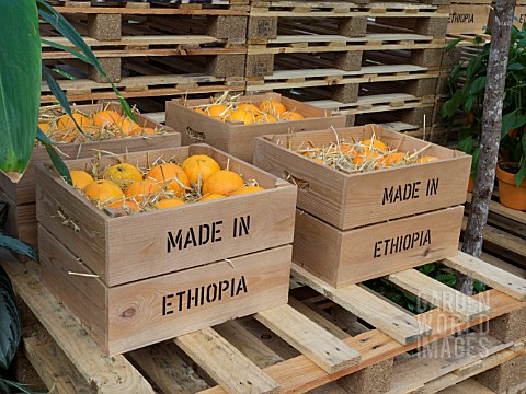 ORANGES_IN_CRATES_IN_THE_WORLD_VISION_GARDEN_DESIGNED_BY_JOHN_WARLAND