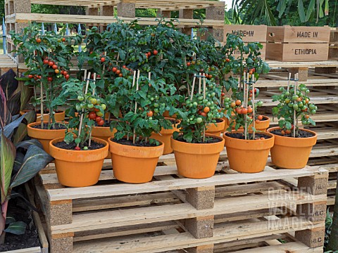 POTTED_TOMATOES_ON_CRATES_IN_THE_WORLD_VISION_GARDEN_DESIGNED_BY_JOHN_WARLAND