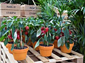 POTTED CAPSICUM PEPPERS IN THE WORLD VISION GARDEN DESIGNED BY JOHN WARLAND