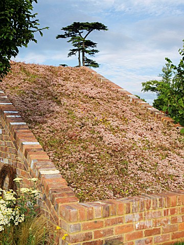 SEDUM_GREEN_ROOF_AT_MACMILLAN_LEGACY_GARDEN__GARDEN_DESIGNED_BY_REBECCA_GOVIER_GREEN_EDGE_GARDEN_DES