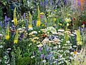 EREMURUS STENOPHYLLIS  ACHILLEA TERRACOTTA  AND ERYNGIUM IN COLOURFUL PLANTING