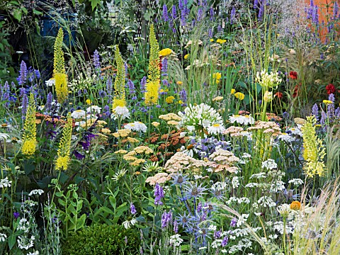 EREMURUS_STENOPHYLLIS__ACHILLEA_TERRACOTTA__AND_ERYNGIUM_IN_COLOURFUL_PLANTING