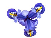 IRIS RETICULATA RHAPSODY