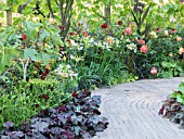 GRAPE VINES UNDERPLANTED WITH AGAPANTHUS AFRICANA  ROSA LADY OF SHALOTT  FICAS CARICA  HEUCHERA CHOCOLATE RUFFLES AND COSMOS ATROSANGUINEUS